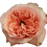 Mandarin Xpression Rose de jardin d'Equateur Ethiflora